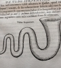 a serpent-shaped wavy tuba
